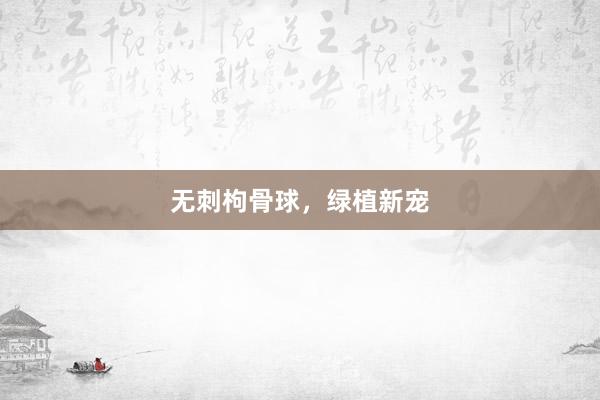 无刺枸骨球，绿植新宠